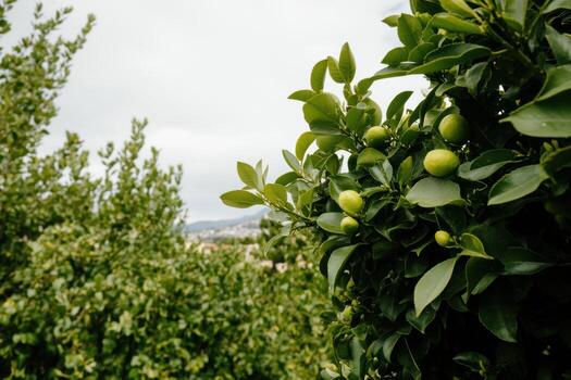 Lush lemon tree branches with small green lemons in the garden photo
