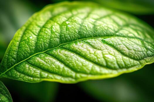 Close-up view of a vibrant green leaf in nature photo