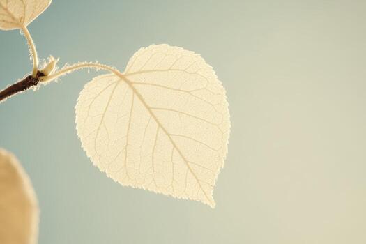 Delicate heart-shaped leaf glowing in soft light photo