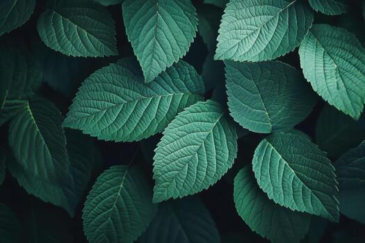 Deep green leaves creating a lush natural background photo