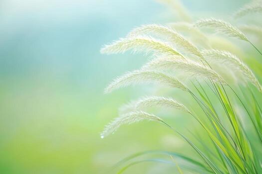Soft grass sways gently in a tranquil green field photo