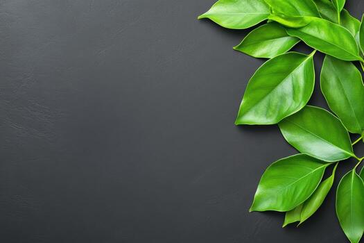 Lush green leaves on a dark textured surface in natural light photo