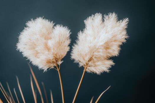 Soft and fluffy pampas grass against a dark background photo