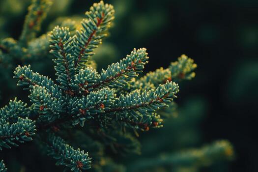 Close-up view of evergreen tree branches in soft light photo