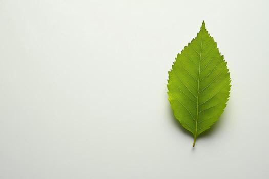 Green leaf placed on a clean, white background photo