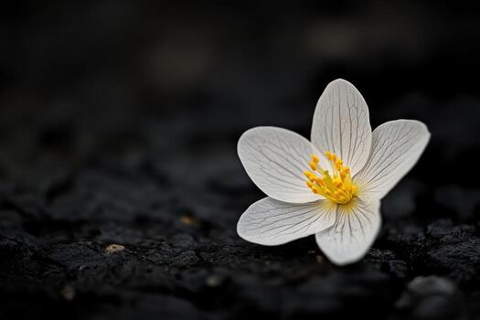 Delicate white flower resting on dark surface in nature photo