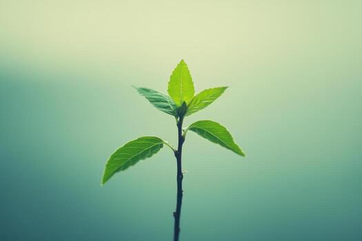 New plant budding in soft light backdrop of nature photo