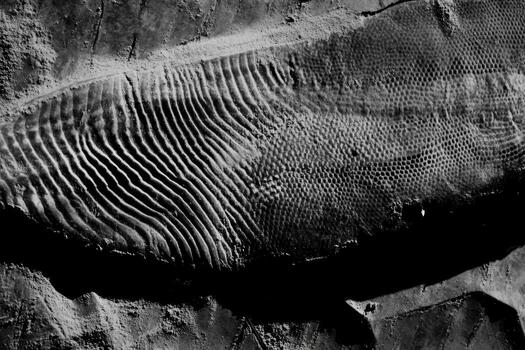 fosilizado textura en antiguo Roca superficie encontró en naturaleza foto