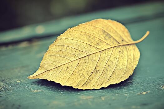 Yellow leaf resting on a green surface in soft light photo