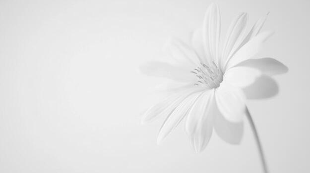 White flower in soft light against a pale background photo