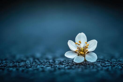 Delicate white flower resting on dark surface photo