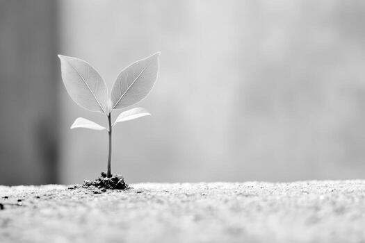 New plant sprouts from soil in black and white setting photo