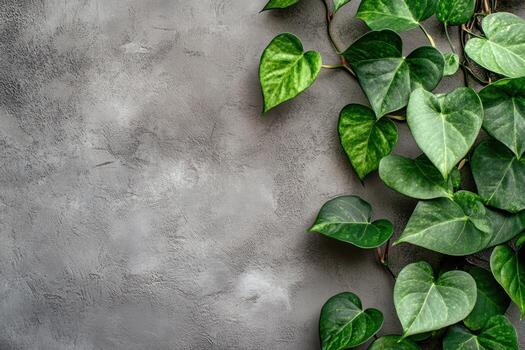 Heart-shaped leaves cascading over a textured gray wall photo
