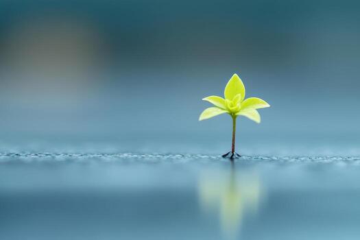 Small green plant emerging from water's surface in soft light photo