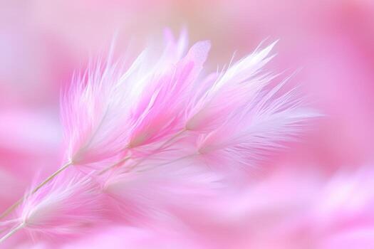 Delicate pink feathers in soft focus against a blurred background photo