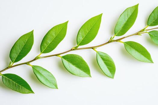 Fresh green leaves on a branch displayed on a white surface photo