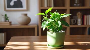 verde plantar dentro Panela em de madeira mesa com estante de livros fundo video