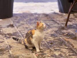 tricolor gato sentado en Roca acera. felino expresión, pacífico momento y urbano adaptación foto