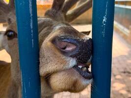 Deer nose closeup with tongue slightly sticking out. Detail of animal behavior, sensory interaction, and adaptation in enclosed zoo environments. photo