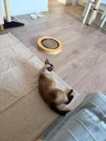 siamés gato acostado en piso estera junto a rascarse juguete en hogar interior. mascota, estilo de vida, y Doméstico compañerismo representando relajación, comodidad, y juguetón felino comportamiento. foto