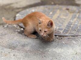 jengibre gatito en pie en el calle. juvenil inocencia, curiosidad y adaptación en un urbano al aire libre ambiente. foto