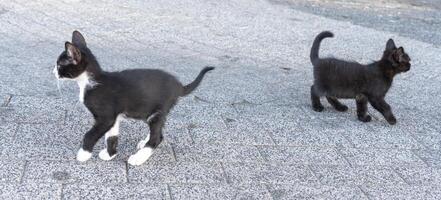 dos juguetón gatitos explorador el pavimento durante un soleado tarde foto