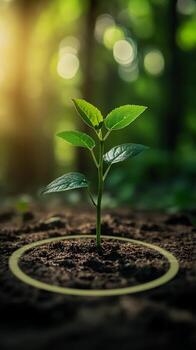 Seedling in Soil with Circular Highlight photo