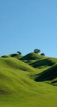 A grassy hill with trees on it photo