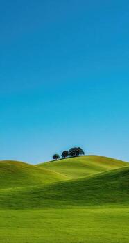 A lone cow stands on a hillside in a field photo