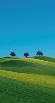 Three trees on a hill photo