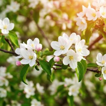 Closeup of apple tree blossoms in spring. photo
