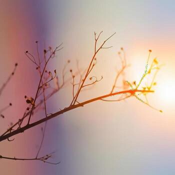 Bare Tree Branch Silhouette Against Soft Sunset Sky with Lens Flare. photo