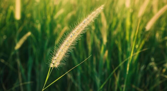 Close up of a single grass plant in a field photo