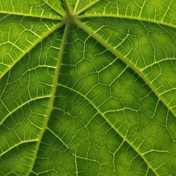 Close-up of a vibrant green leaf showcasing intricate vein patterns and textures. photo