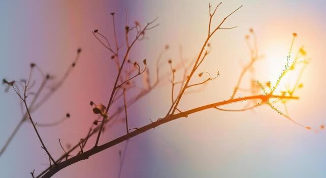 Bare Branches in Soft Light. photo