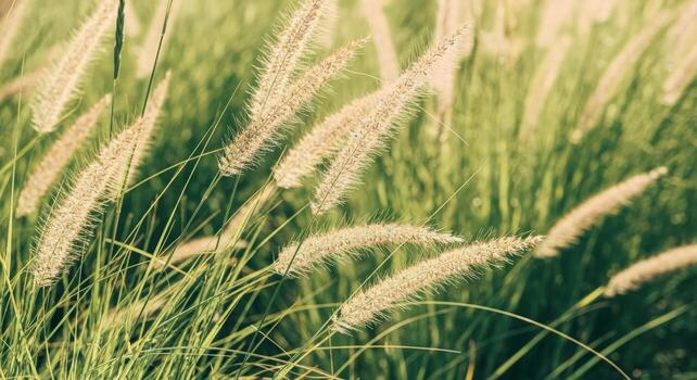 Close up of tall ornamental grass plumes swaying gently in the breeze. photo