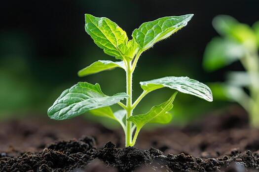 Young plant seedling growing in healthy soil outdoors photo