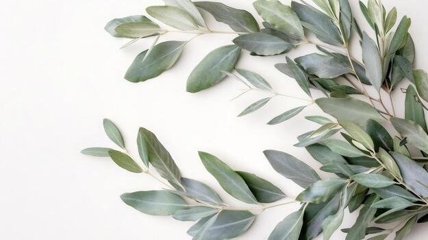 Olive branches creating frame with copy space photo