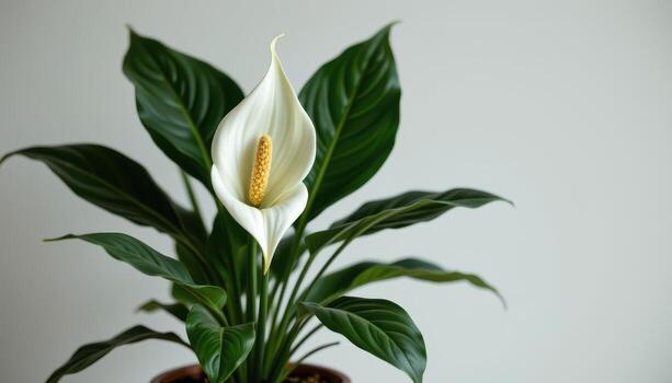 peace lily with elegant white flowers and glossy leaves, purifying air and enhancing indoor aesthetics while reducing toxins. photo