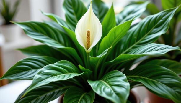 peace lily with white blooms and glossy leaves, removing indoor pollutants naturally while enhancing oxygen and room aesthetics today. photo