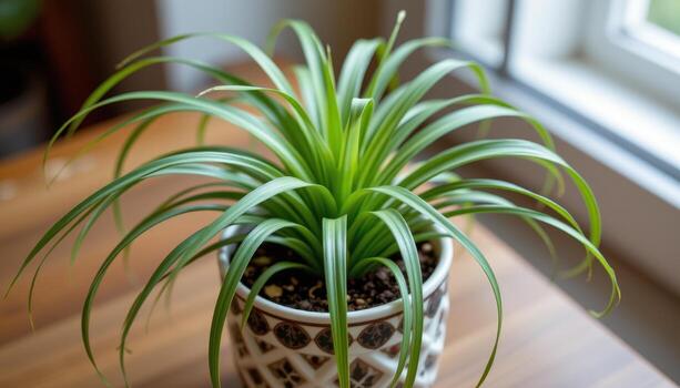 spider plant with striped long leaves in a decorative pot, purifying indoor air while maintaining oxygen levels and fresh greenery. photo
