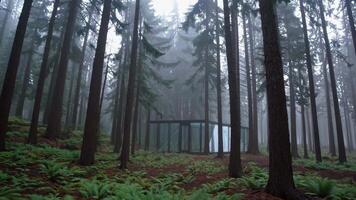 gåtfull skog scen utvecklas med dimmig atmosfär, visa upp en modern strukturera inbäddat bland höga träd och frodig grönska, skapande en lugn och lugn miljö video