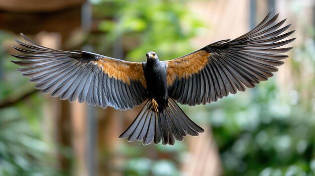 A bird with its wings spread out photo