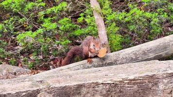 en charmig liten ekorre lyckligt åtnjuter en näringsrik nöt medan sakkunnigt uppflugen på en logga i en frodig grön miljö video