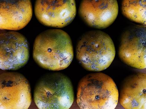 A Close-Up View of Twelve Slightly Spoiled Mandarin Oranges Arranged in a Neat Grid Pattern on a Dark Brown Surface photo