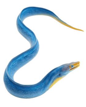 vibrante azul enguia com longo, delgado corpo e amarelado cauda, exibindo intrincado texturas e padrões. enguia impressionante azul cor e brilhante olhos png