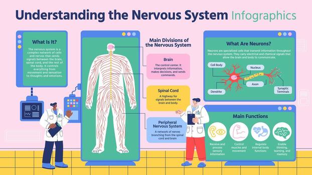 Nervous system infographic illustration vector