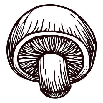 Hand drawn mushroom illustration with vintage hatching, sliced half view, botanical sketch on white background vector
