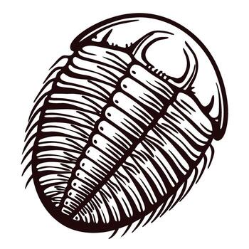 Detailed hand drawn trilobite fossil illustration with segmented exoskeleton and spiny appendages on white background vector