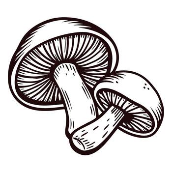 Hand drawn illustration of two wild mushrooms with detailed lines and crosshatch shading vector